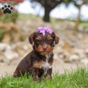 Bon Bon, Yorkie Poo Puppy